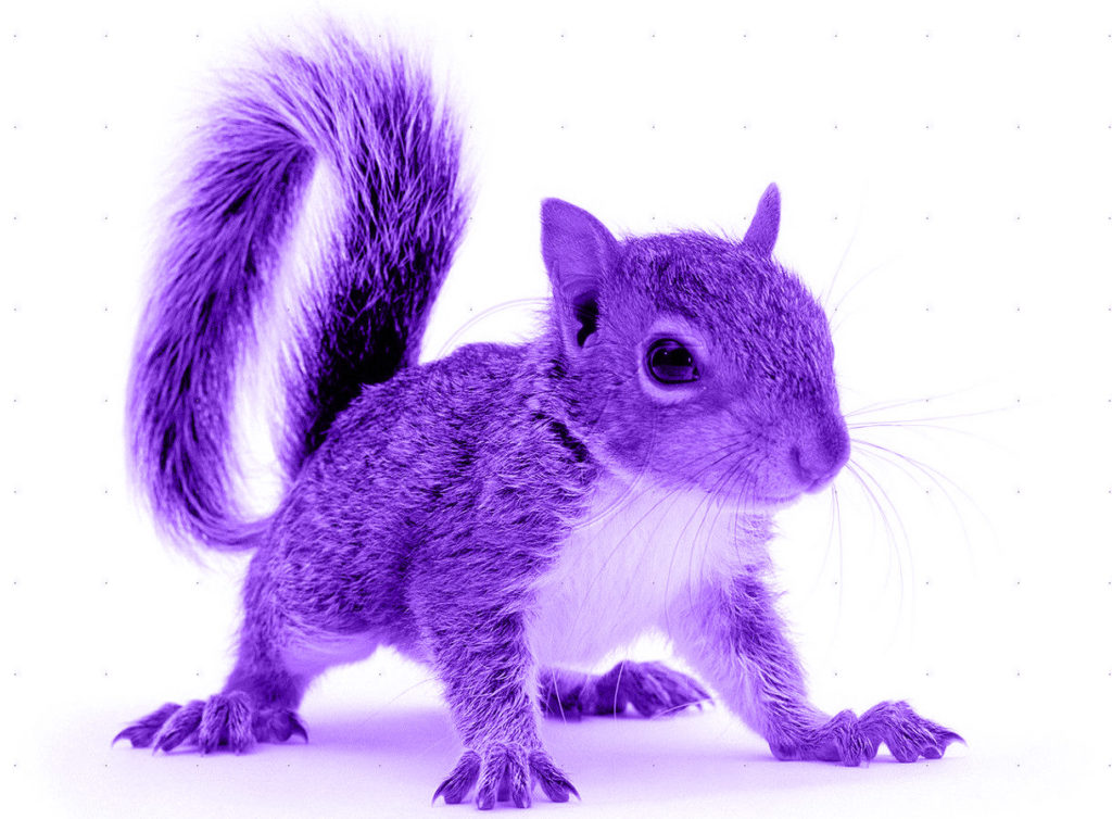 what-is-a-purple-squirrel-you-don-t-expect-the-answer-blog-in